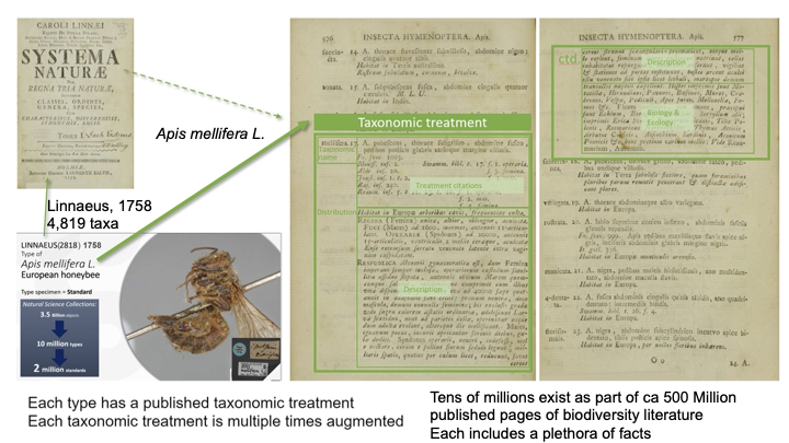 Taxonomic treatment